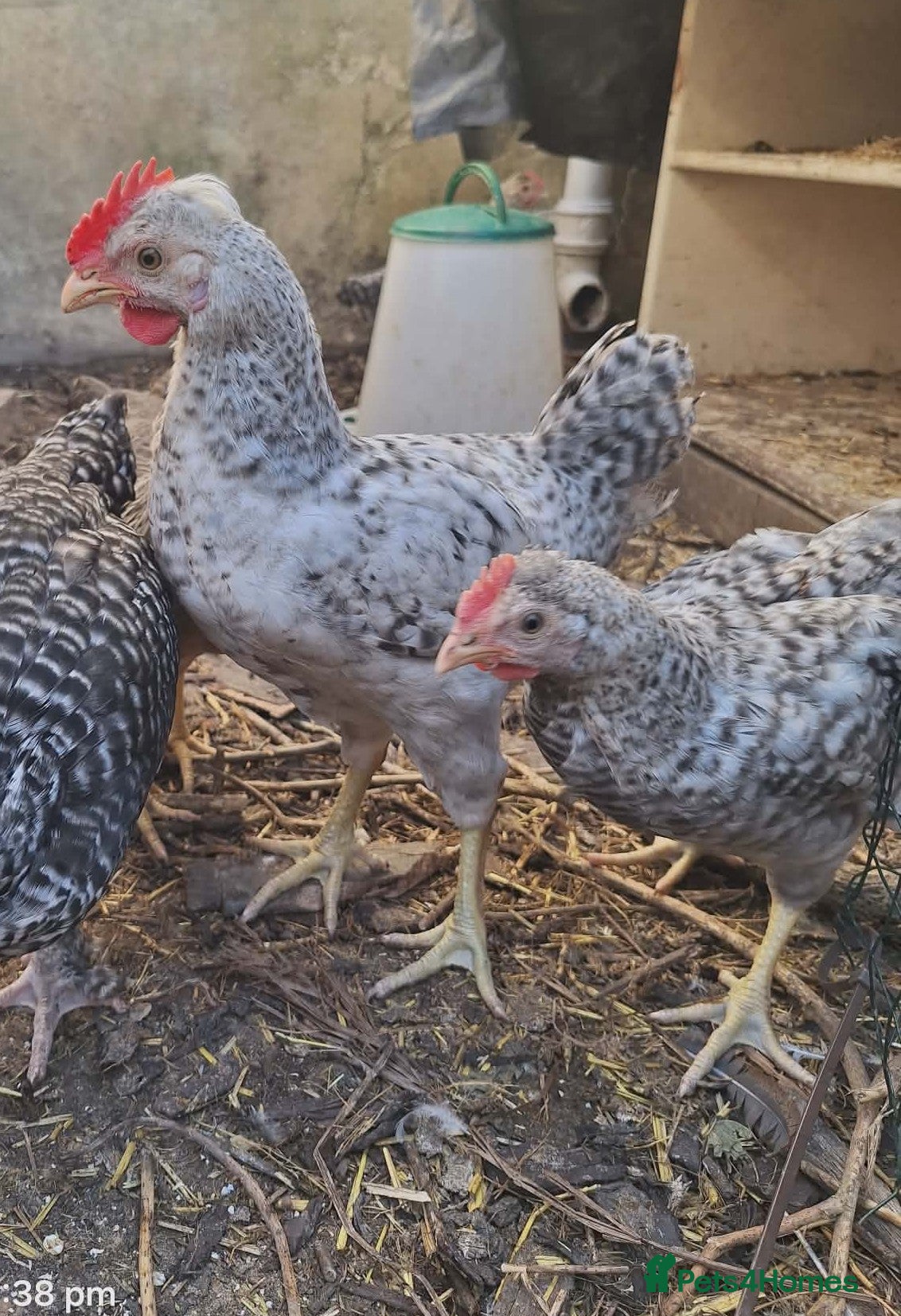 Chickens poultry for sale: Cream legbar breeding pair - Advert 1
