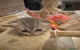 Persian cats for sale: 2 stunning pure pedigree Persian chinchilla kitten - Image 18