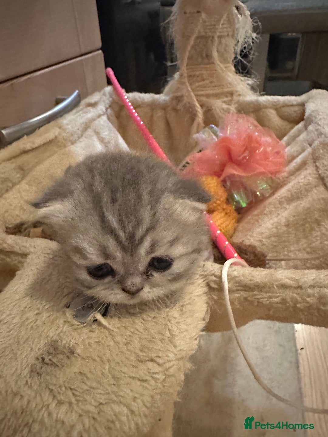 Persian cats for sale: 2 stunning pure pedigree Persian chinchilla kitten - Image 18