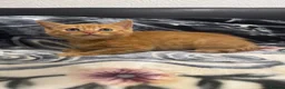 Mixed Breed cats for sale: Kittens for sale!  - Advert 16