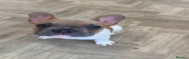 French Bulldog 2