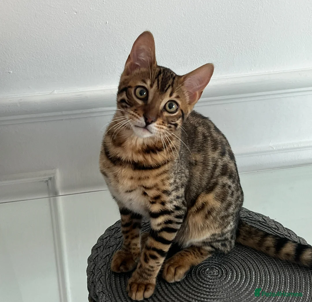 Bengal cats for sale: Pure bengal male for sale  - Advert 1