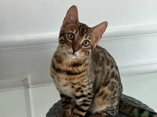 Bengal cats Pure bengal male for sale - Advert 1