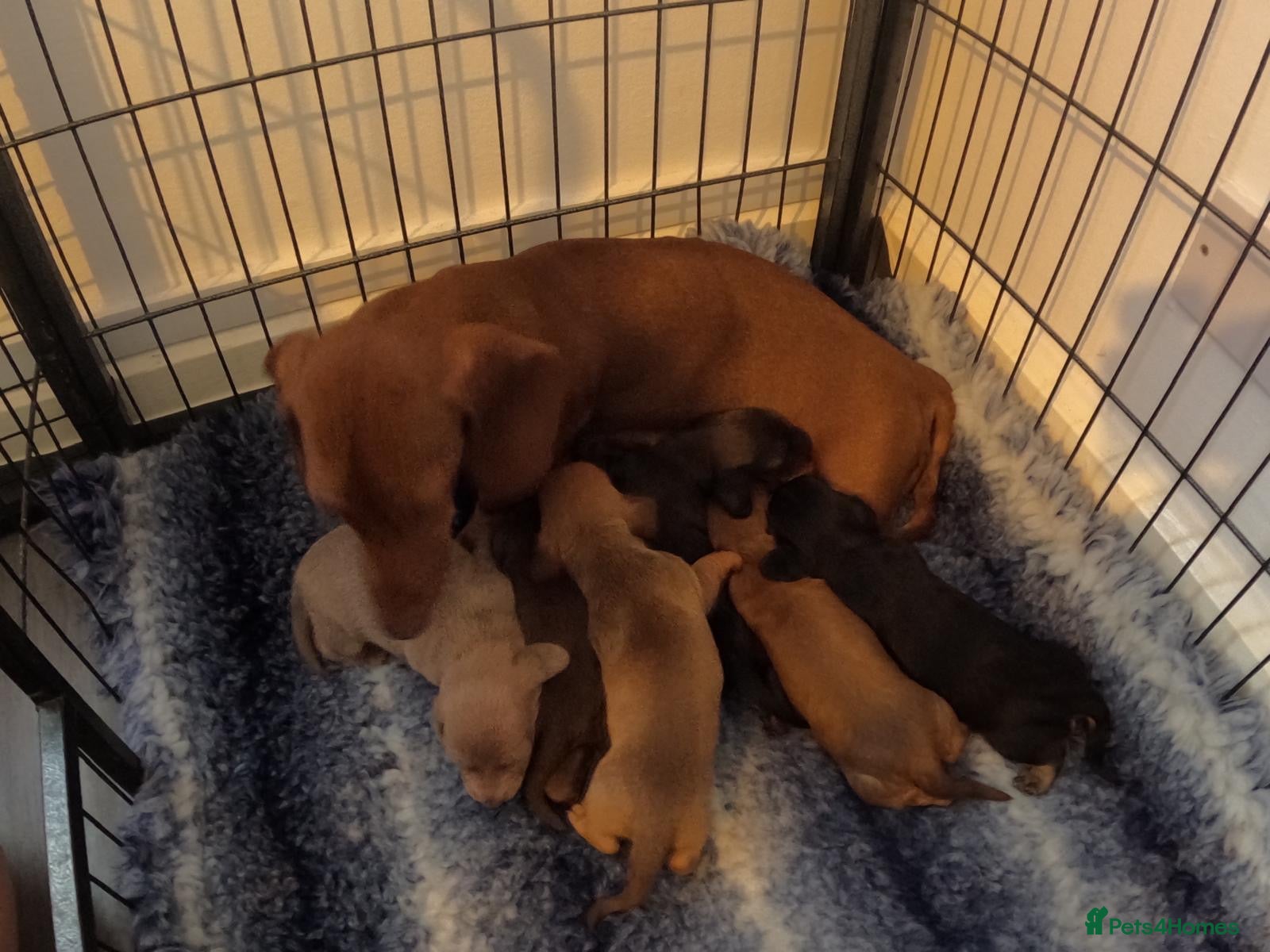 Miniature Dachshund dogs Beautiful miniature dachshund  - Advert 20