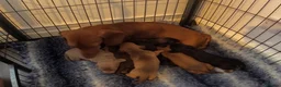 Miniature Dachshund dogs for sale: Beautiful miniature dachshund  in Swansea - Advert 2