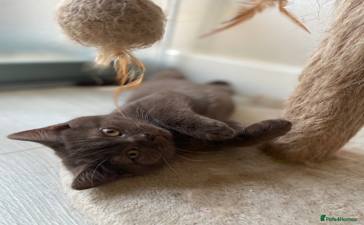 British Shorthair cats - Advert 12