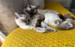 Ragdoll cats for sale:  Rehoming Ragdoll Cats. Indoor Homes Onlyz  - Image 16