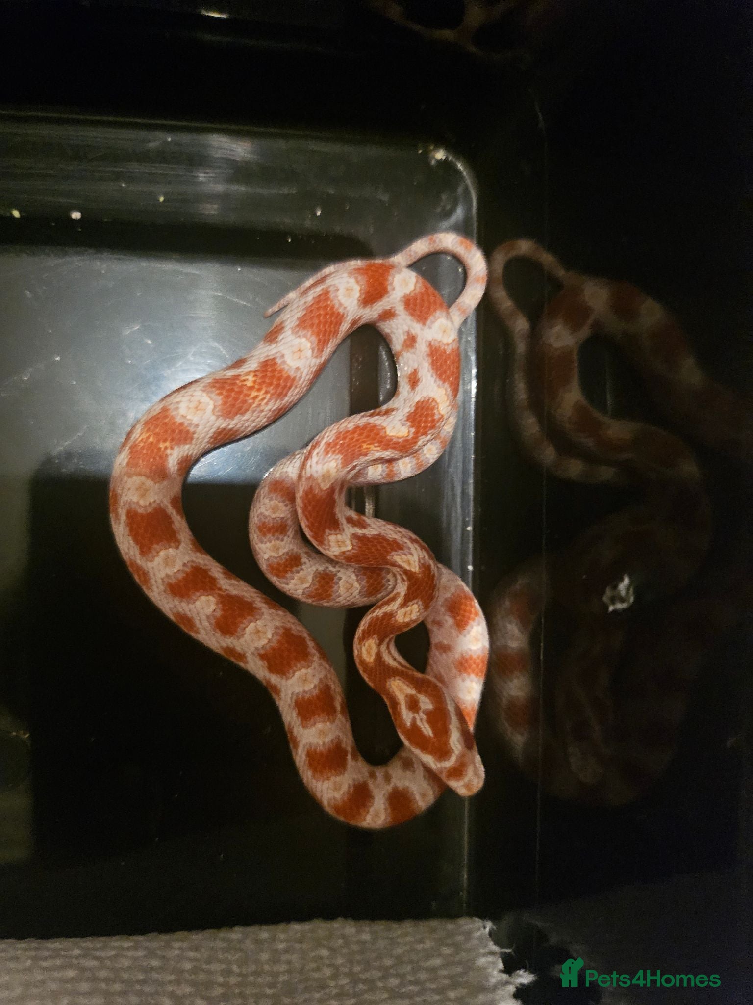 Snake reptiles 100% het scaleless cornsnake baby for sale  - Advert 1