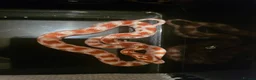 Snake reptiles for sale: 100% het scaleless cornsnake baby for sale  - Advert 1