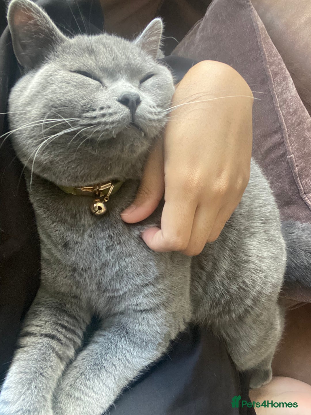 British Shorthair cats for sale: Male British Shorthair 1yr old (CHAMPA) - Image 8