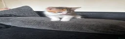 Domestic Shorthair cats for sale: 4 kittens for sale  - Advert 8
