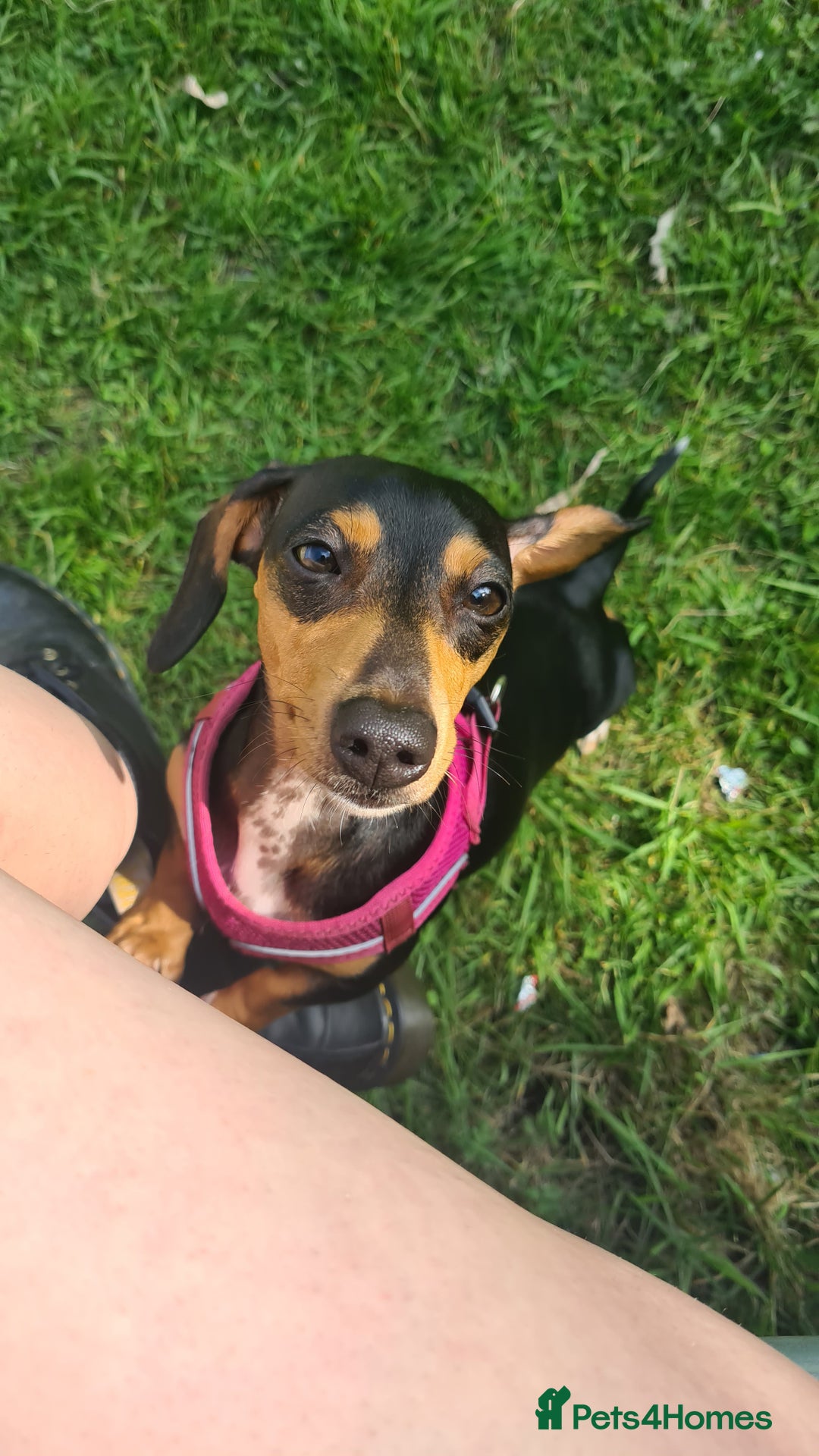 Miniature Dachshund dogs for sale: Perfect Mini Dachshund Girl 8 weeks old - Advert 3