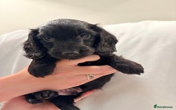 Mixed Breed dogs for sale: Daxipoo - Image 19