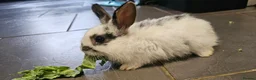Mixed Breed rabbits for sale: Mini lop x Netherlands dwarf - Advert 23
