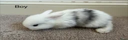 Mini Lop rabbits for sale: Mini Lop Rabbits  in Cottingham - Advert 3