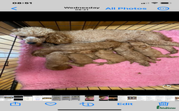 Cavapoo dogs for sale: F1 cavapoo,puppies, girls and boys available - Image 4