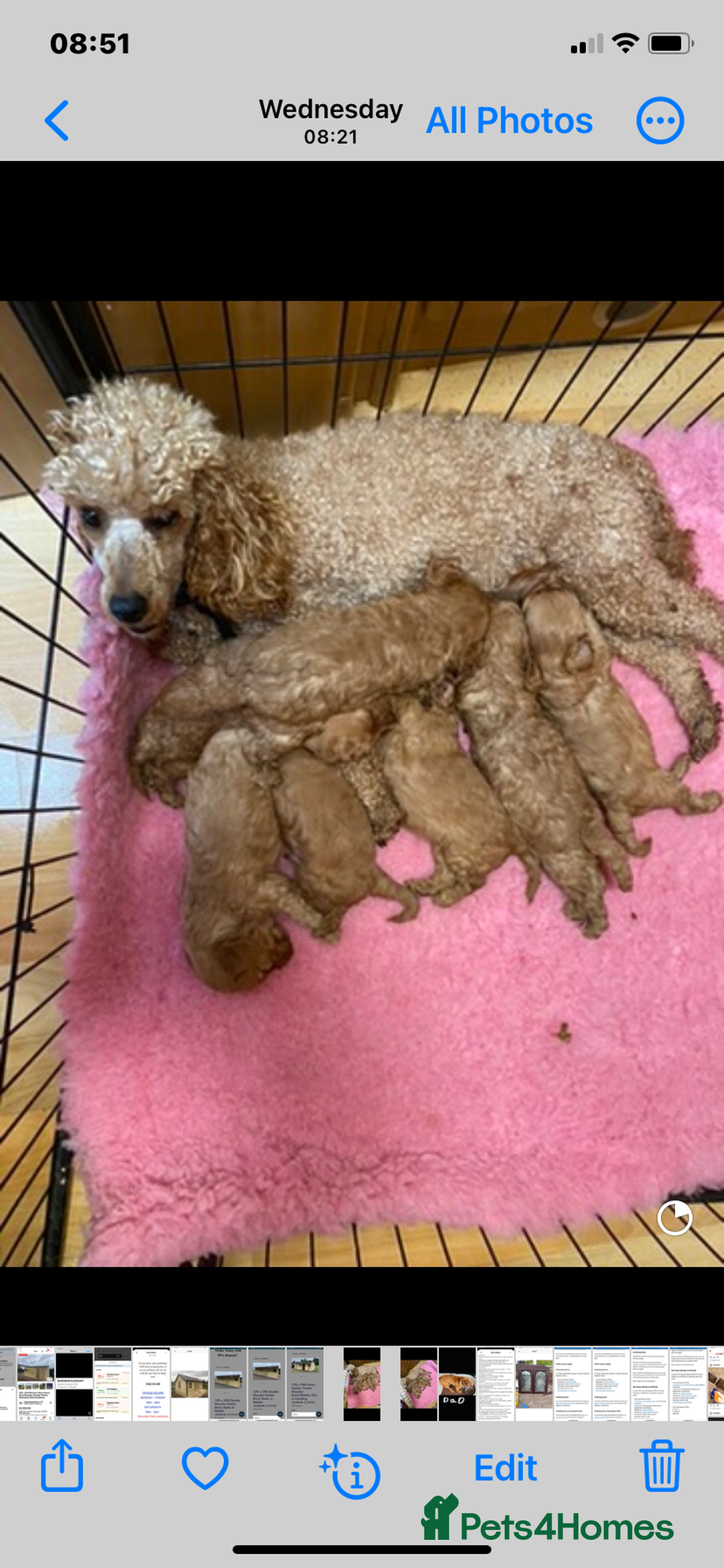 Cavapoo dogs for sale: F1 cavapoo,puppies, girls and boys available - Image 4