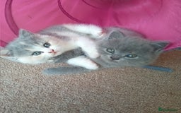 British Shorthair cats for sale: Gorgeous British short-hair kittens  - Image 5