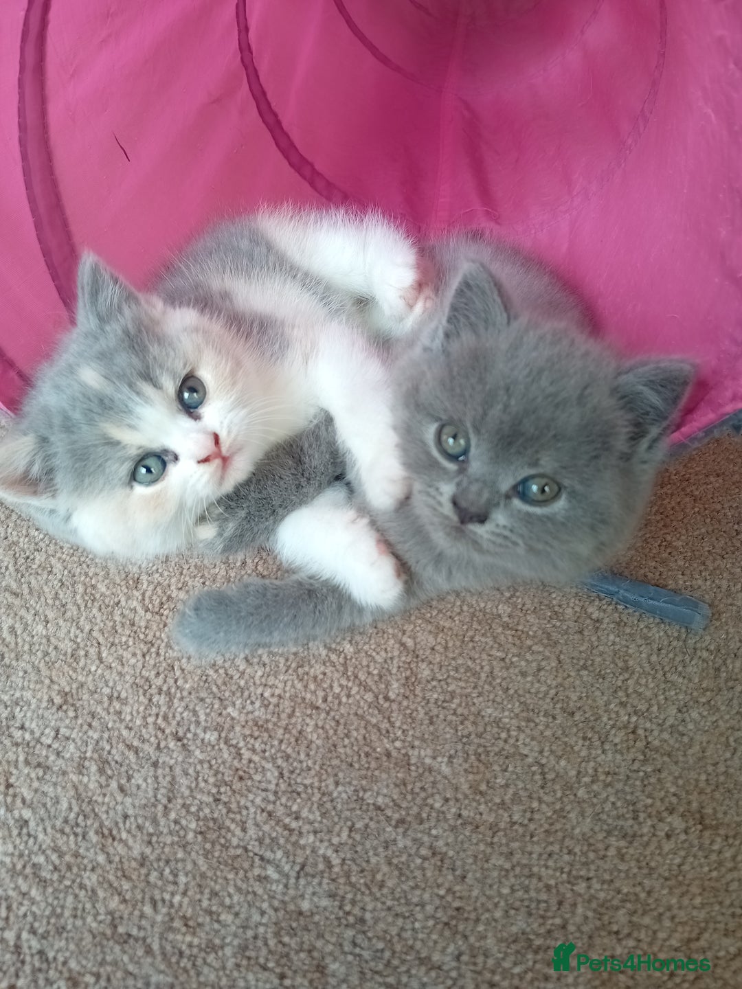 British Shorthair cats for sale: Gorgeous British short-hair kittens  - Image 5