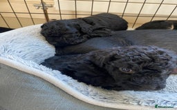 Mixed Breed dogs for sale: 3/4 patterdale 1/4 staffy x cavapoo pups - Image 7