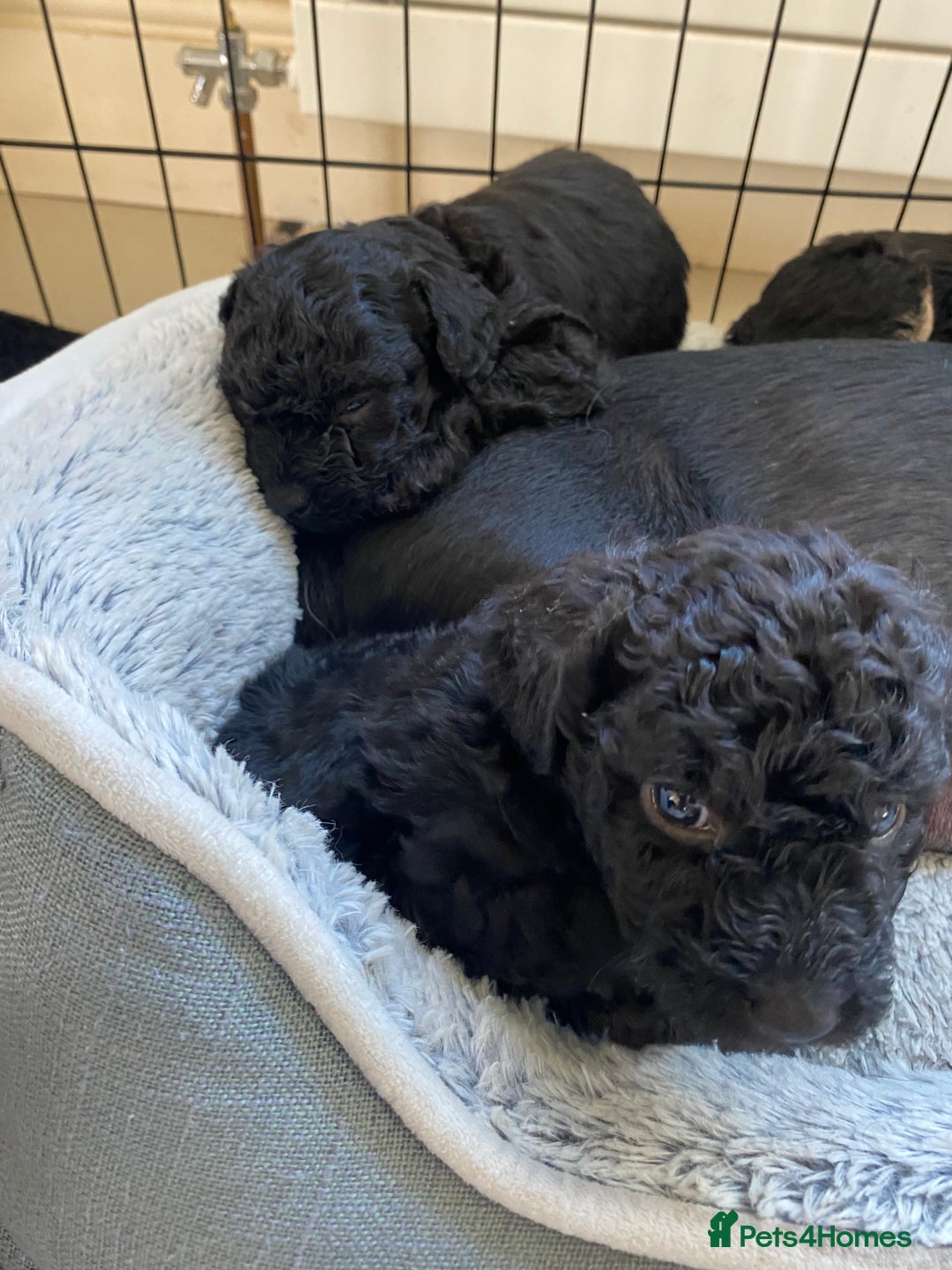 Mixed Breed dogs for sale: 3/4 patterdale 1/4 staffy x cavapoo pups - Image 7