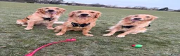 Golden Retriever dogs for sale: Perfect Golden Retriever Litter - Advert 3