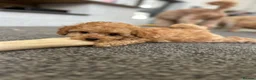 Toy Poodle dogs for sale: KC Toy Poodles Health Tested Parents - Advert 4