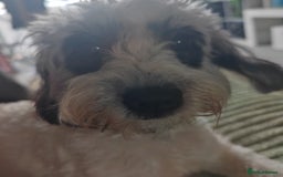 Jackapoo dogs for sale: Jackapoo missy looking for forever home - Image 2