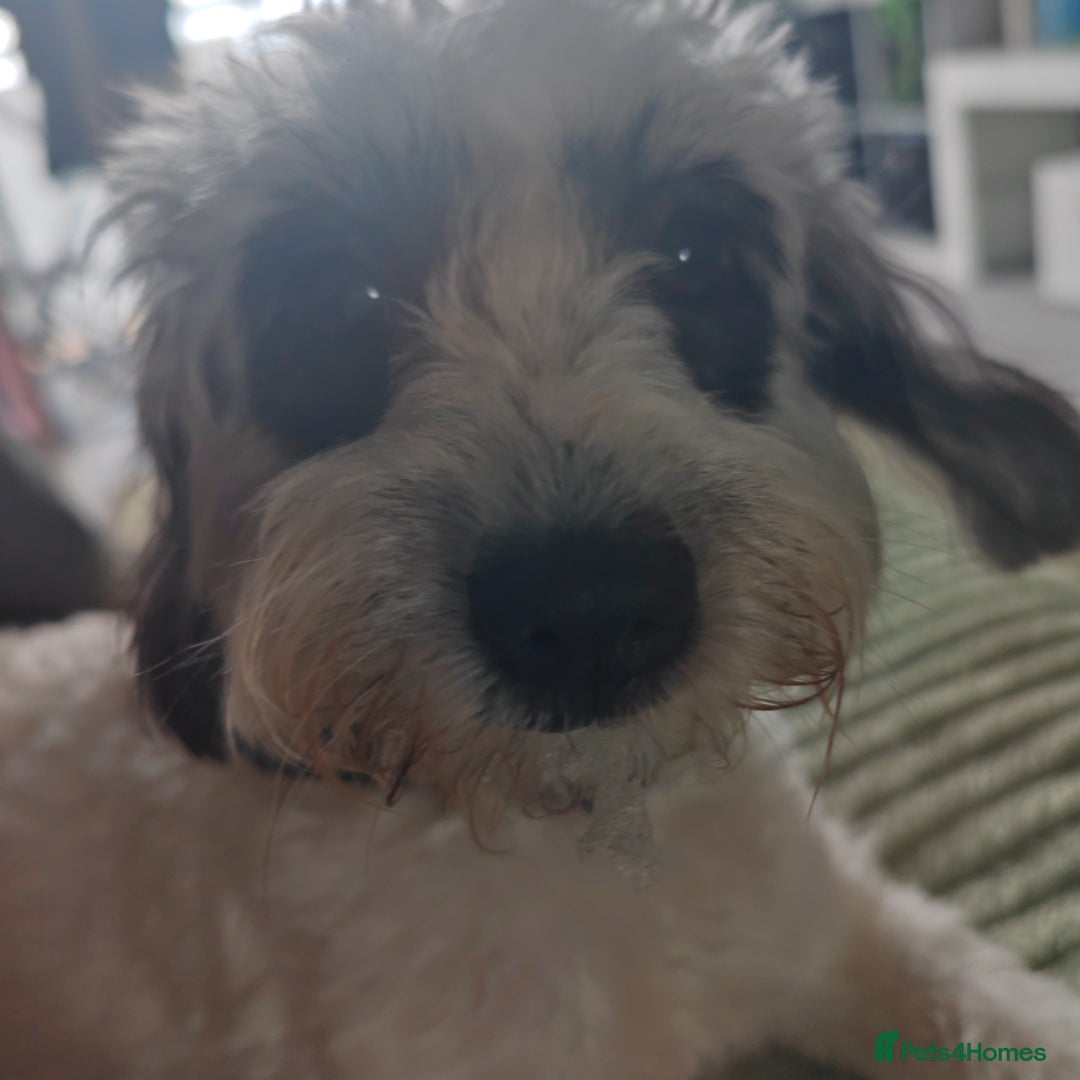 Jackapoo dogs for sale: Jackapoo missy looking for forever home - Image 2