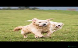 Golden Retriever dogs for sale: Stunning golden retriever puppies   - Image 7