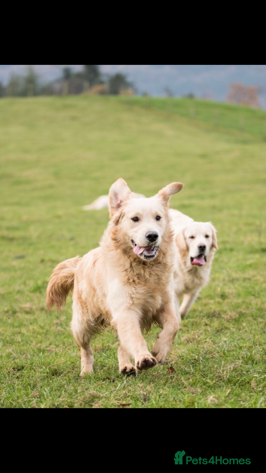 Golden Retriever dogs for sale: Stunning golden retriever puppies   - Image 7