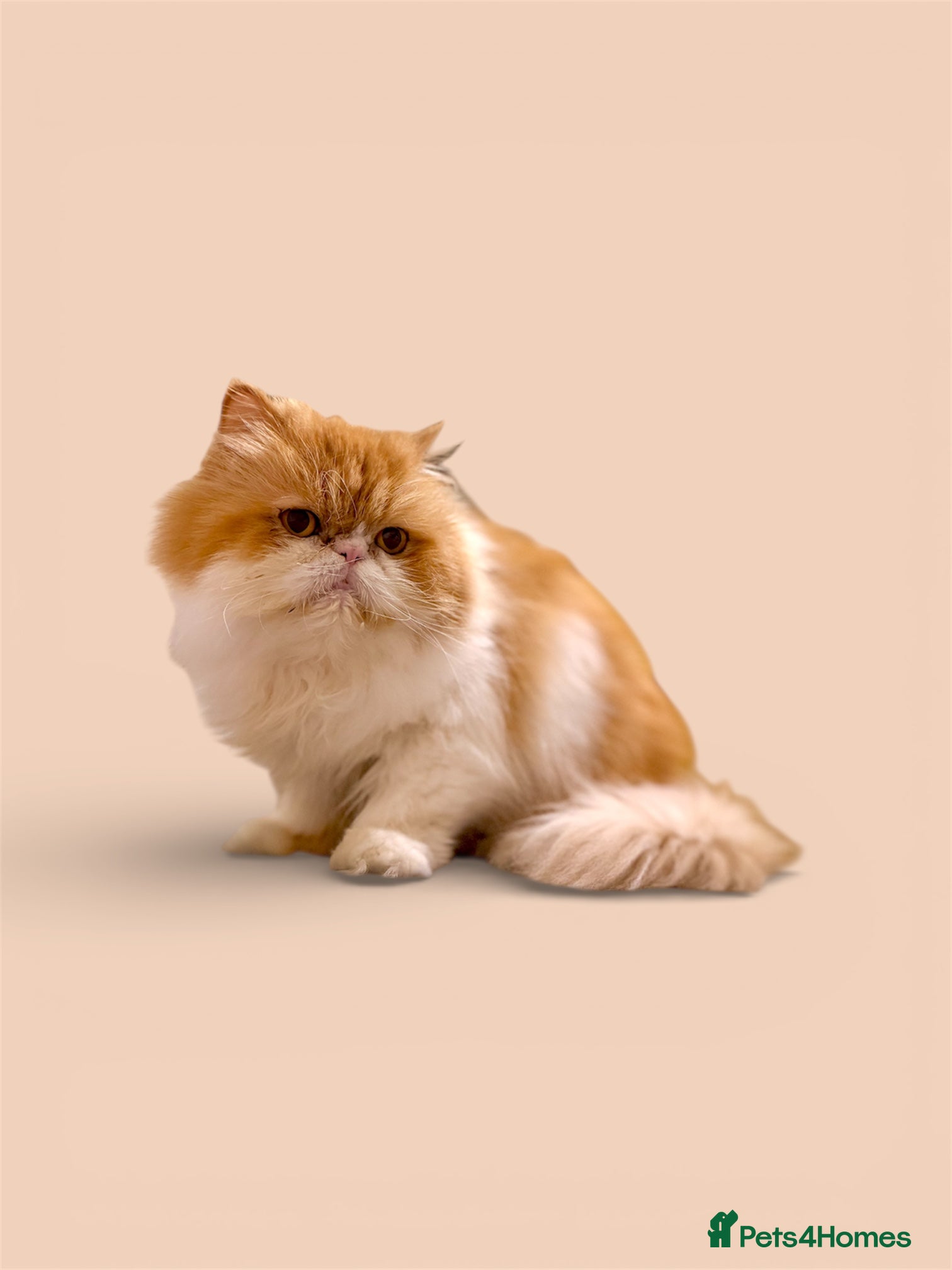 Persian cats Beautiful long hair bicolour white/red Persian boy - Advert 1