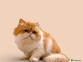Persian cats Beautiful long hair bicolour white/red Persian boy - Advert 2