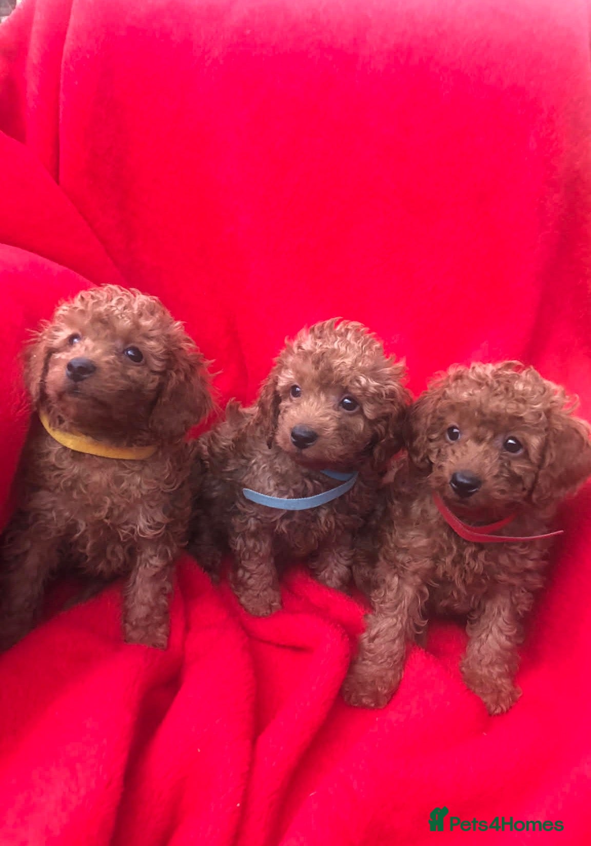 Cavapoo dogs Cavapoo puppies ready to leave now  - Advert 1