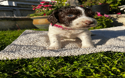 Sprocker dogs for sale: Sprocker Puppies - Image 1