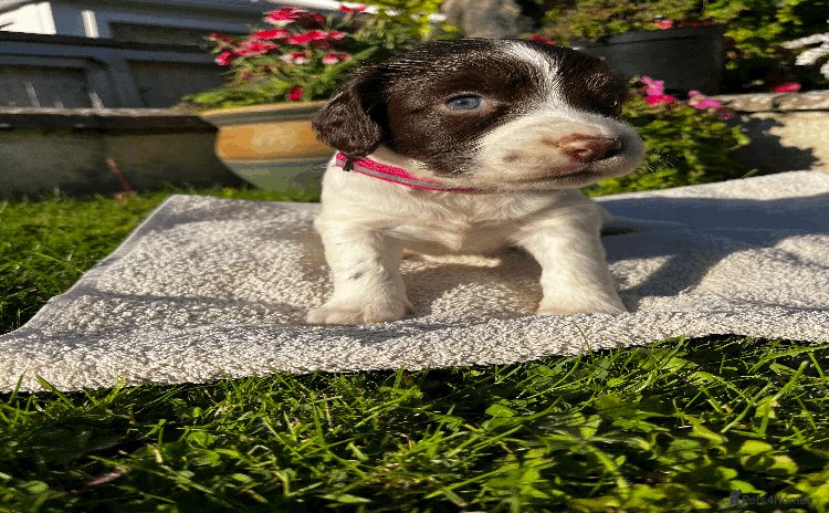 Sprocker dogs - Advert 1
