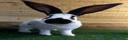 Continental Giant rabbits for sale: Giant Papillon Boy - Advert 1