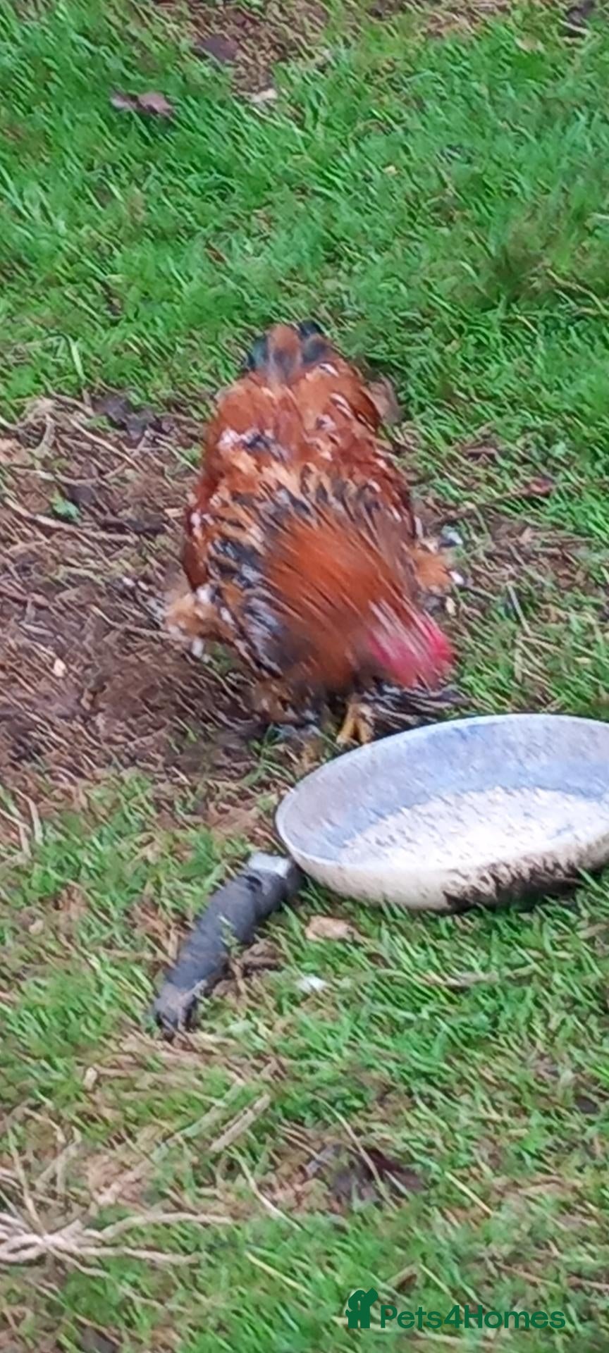 Chickens poultry Choice of 5 Millefleur pekin cockerels - Advert 9