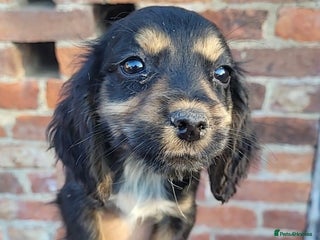 Cocker Spaniel dogs - Advert 18