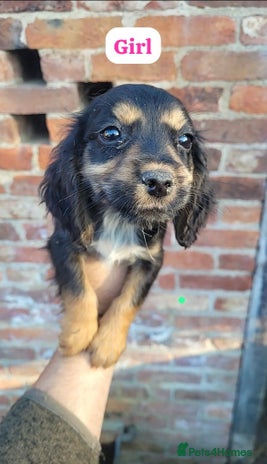 Cocker Spaniel dogs - Advert 5