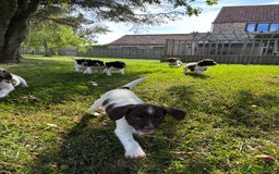 English Springer Spaniel dogs for sale: English Springer Spaniels  - Image 8