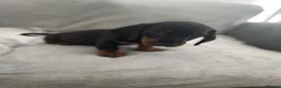 Miniature Dachshund dogs for sale: Dachshund boys in Coventry - Advert 7