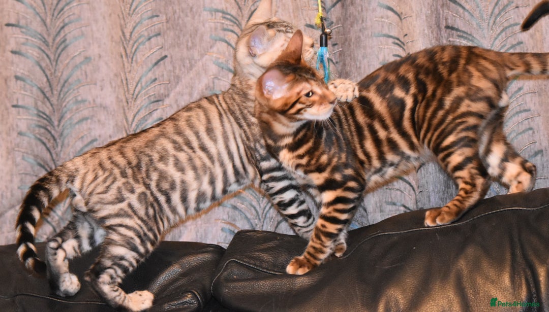 Toyger cats for sale: TWO STUNNING WILD LOOKING TOYGER CUBS - Advert 18
