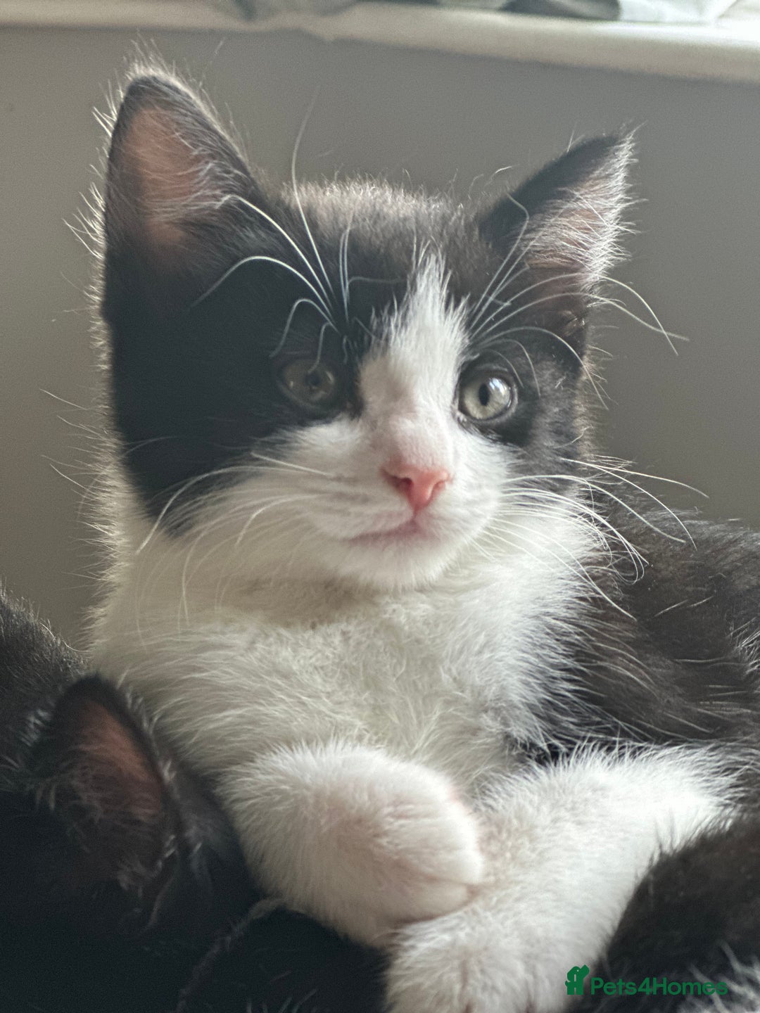 British Shorthair cats for sale: Beautiful tuxedo kittens - Image 15