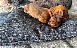 Miniature Dachshund dogs for sale: Stunning Brindle Dachshunds  - Image 5