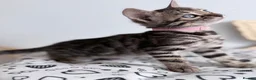 Bengal cats for sale: Exceptional Silver, Blue & Brown Bengal Kittens  in Basingstoke - Advert 21