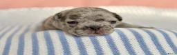 French Bulldog dogs for sale: 6 Adorable French Bulldog puppies - Advert 20