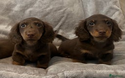 Miniature Dachshund dogs for sale: Last Long Haired Miniature Dachshund puppy in Gravesend - Image 1