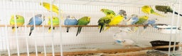 Budgerigars birds for sale: Beautiful baby budgies for sale. - Advert 11