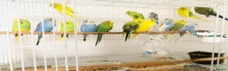 Budgerigars birds for sale: Beautiful baby budgies for sale. - Advert 11
